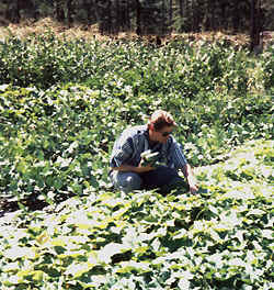 Kevin at a farm on the North side of Jacksonville inspecting crops of cucumbers, okra, and corn.